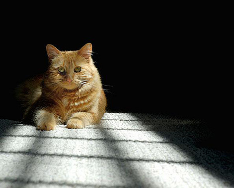 MA cat photographer